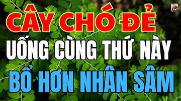 CÂY CHÓ ĐẺ ( DIỆP HẠ CHÂU ) SẮC NƯỚC UỐNG CÙNG VỚI THỨ NÀY BỔ HƠN SÂM,CHỮA BÁCH BỆNH.