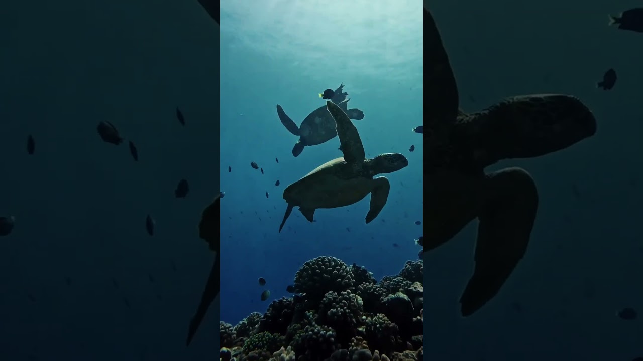 Dive into a world of wonder! 