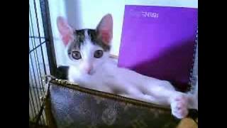 @jsakha [http://twitvid.com/YBUSX - test upload]