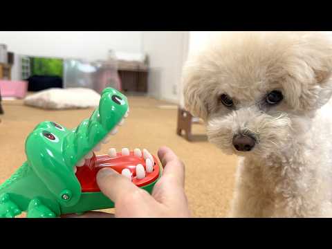 初めてワニのおもちゃで遊んだ時の愛犬の反応が…【トイプードル】