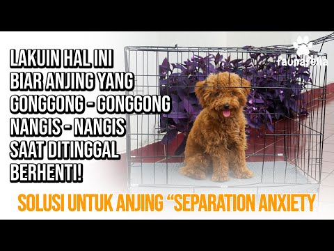 Video: Cara Menghentikan Dog Humping