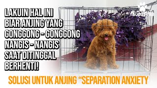 Cara Mengatasi Anjing Separation Anxiety (anjing nangis dan gonggong saat ditinggal) ⛔