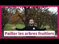 Le paillage des arbres fruitiers