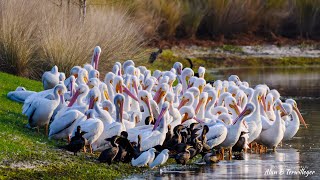 Pelicans visiting The Villages by Alan Terwilleger 2,656 views 3 months ago 3 minutes, 7 seconds