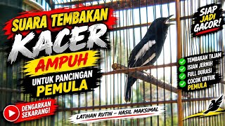 SUARA TEMBAKAN KACER AMPUH – PANCINGAN UNTUK PEMULA! 