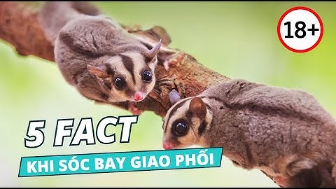 5 Sự Thật Thú Vị về Sóc Bay Úc Trong Quá Trình Giao Phối