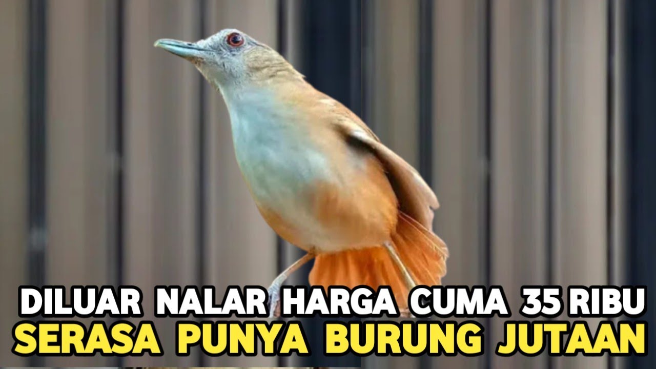 INI YANG DINAMAKAN BURUNG MURAH KUALITAS MEWAH CUMA 35 RIBU AJA DI PASAR BURUNG PRAMUKA