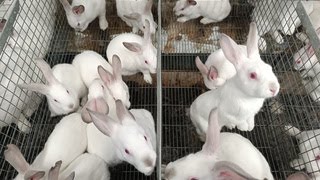 Разведение кроликов белый великан и калифорнийский