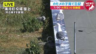 🔔LIVE… カモメの子育て日記 7月30日(金)