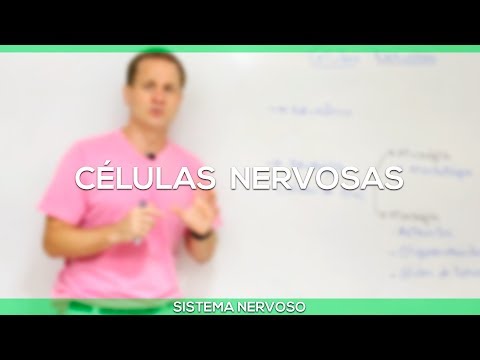 Vídeo: Diferença Entre Células Musculares E Células Nervosas