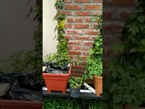Vídeo: Propagació de plantes de llúpol: com propagar la planta de llúpol al jardí