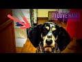 Meeko The Bluetick Coonhound Catching Ham with Her Big Ears #bigears