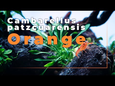 Video: Hardy Orange Tree Varieties: Valg af appelsiner til zone 8