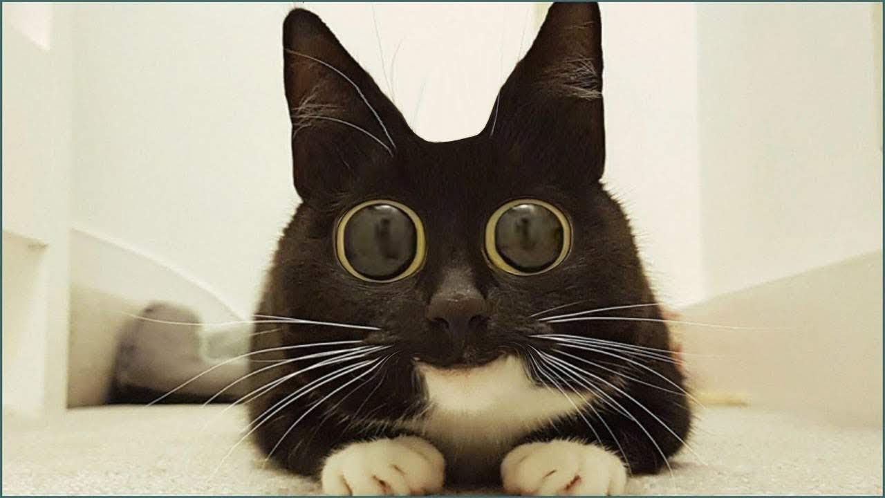 Удивленный котик