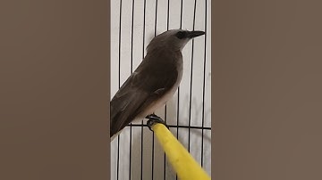 Trucukan Betina Ngriwik Memanggil Jantan Pengin Kawin #trucukan #betina  #gacor