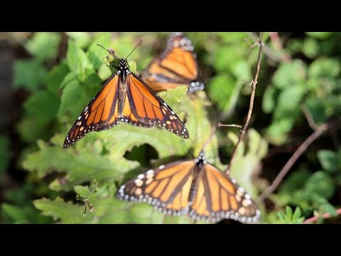 Video: Reservate für Monarchf alter in Mexiko