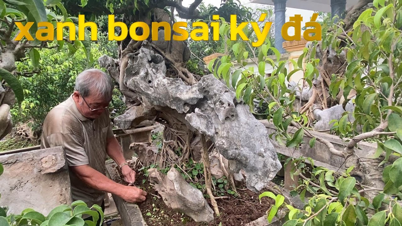 xanh bonsai ký đá