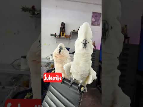 white cockatoo dancing #pair #shorts #cute