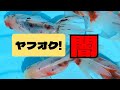 【金魚】ヤフオクで東錦買ったらヤバかった!　最悪なストアから買ったらだめ！　ヤフオクの闇　オランダ系金魚　アズマニシキ　弥冨産金魚 　#金魚　キレイな金魚は届くのか？
