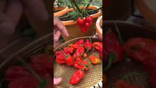 Spiciest Pepper In The World #GhostPepper #shorts @aurfacts