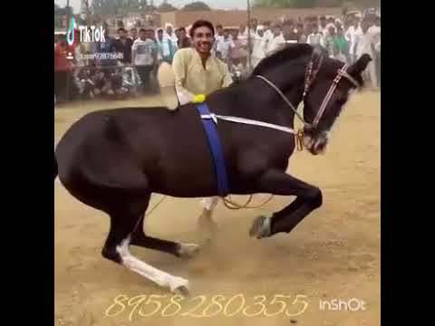 funny-horse-dance-video