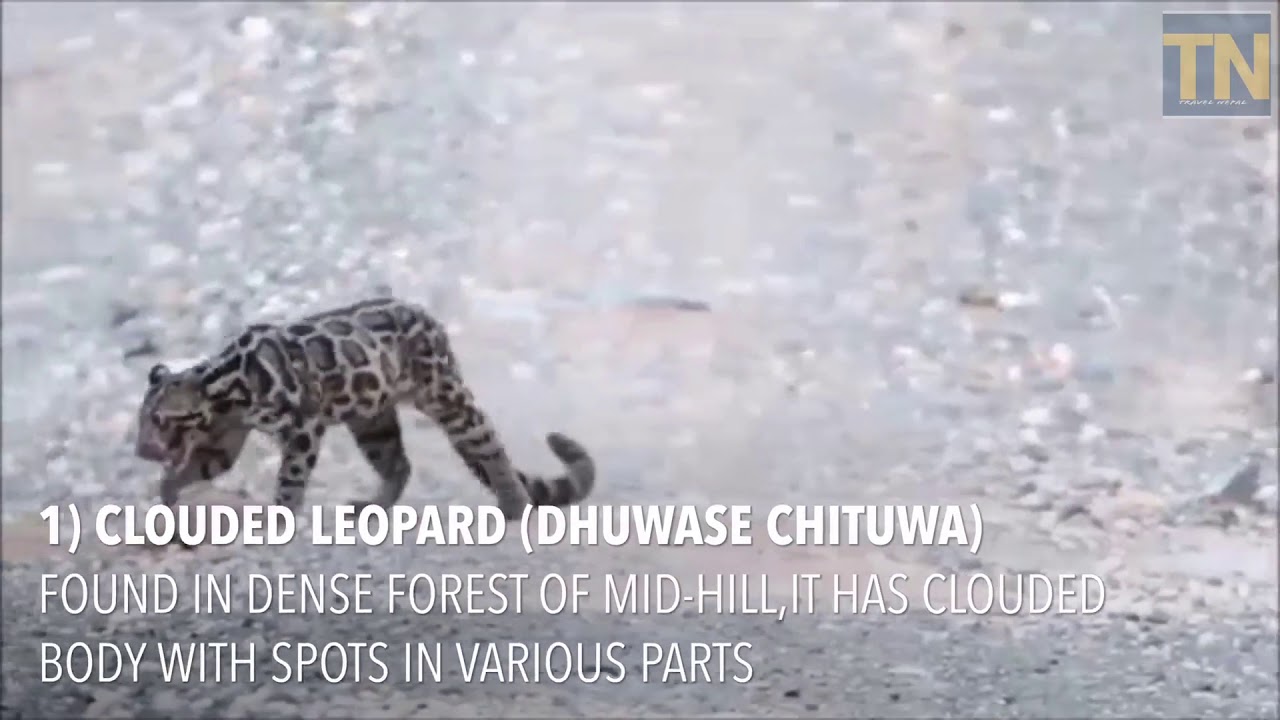 The rare animals and birds of Nepal (Top 7) YouTube