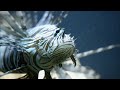 Nausica plonge dans le plus grand aquarium deurope