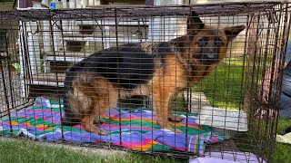 9 German shepherds dumped in Northern New Jersey