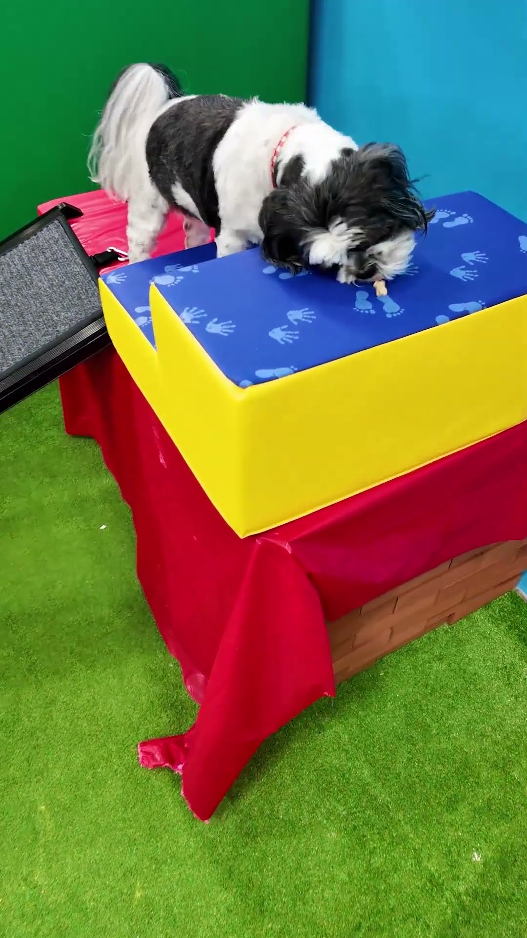 Assistant has a ramp climbing challenge for Wiggles Waggles and Waffles #FamilyFun #FunnyDogs