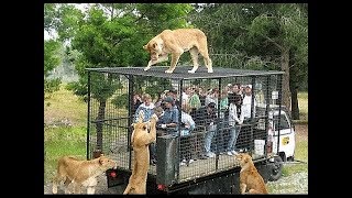 TOP 10 Fugas De Zoos Que Acabaron Mal || TOP 10 VÍDEOS