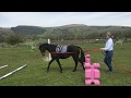 The Basics of Long Reining with Julie Judge