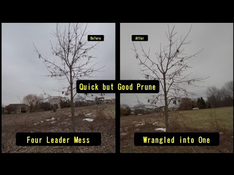 Wrangling Shape Wrangling a Tree into Shape - YouTube