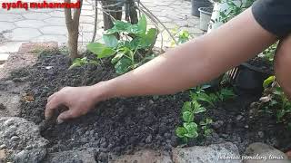 CARA SEMAI BIJI KUACI (BUNGA MATAHARI)