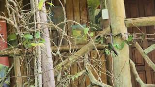 Two Buff-tailed Coronets guard a feeder at Balcón Tumpiki
