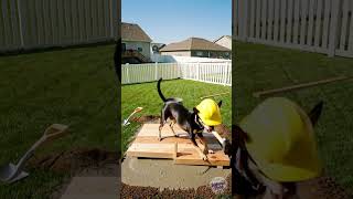 Creative Canine Constructs: Dog's DIY Backyard Haven! 🐾🏡