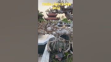 Tác phẩm Si cực vip tại triển lãm #bonsai #shorts