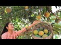 Pick Egg fruit and sweet mango in my village / Yummy dipping sauce recipe / Cooking with Sreypov