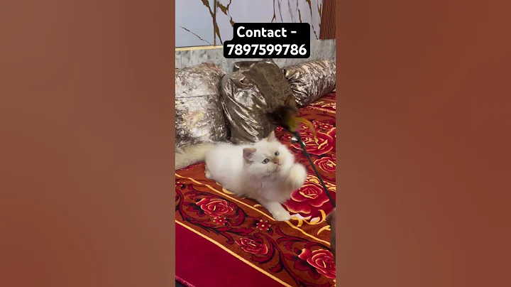 Video 11688461: quality persian kittens