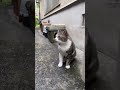 小屋置いたら早速入ってくれた猫。主のテンション上がる⤴️ノアくん。