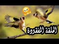 بتبتة لصيد الحسون المهاجر مقطع لشجار الحسون بتبتة لصيد الحسون المهاجر مقطع لشجار الحسون