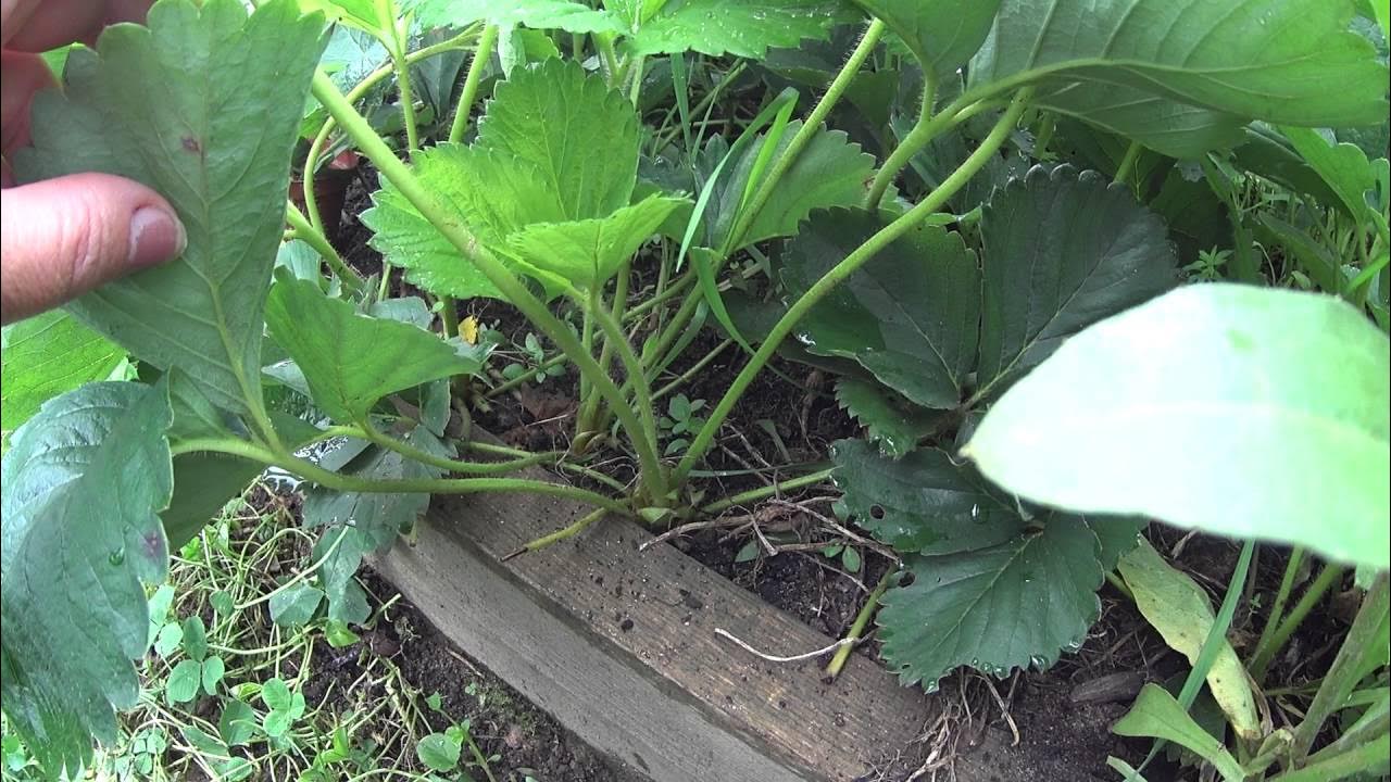 Мужские кусты клубники. Женские кусты клубники. Как определить женскую клубнику. Женские усы клубники. Как определить женскую клубнику.