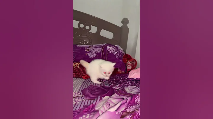 Video 11124181: cats funny pets animals, funny cat jumping