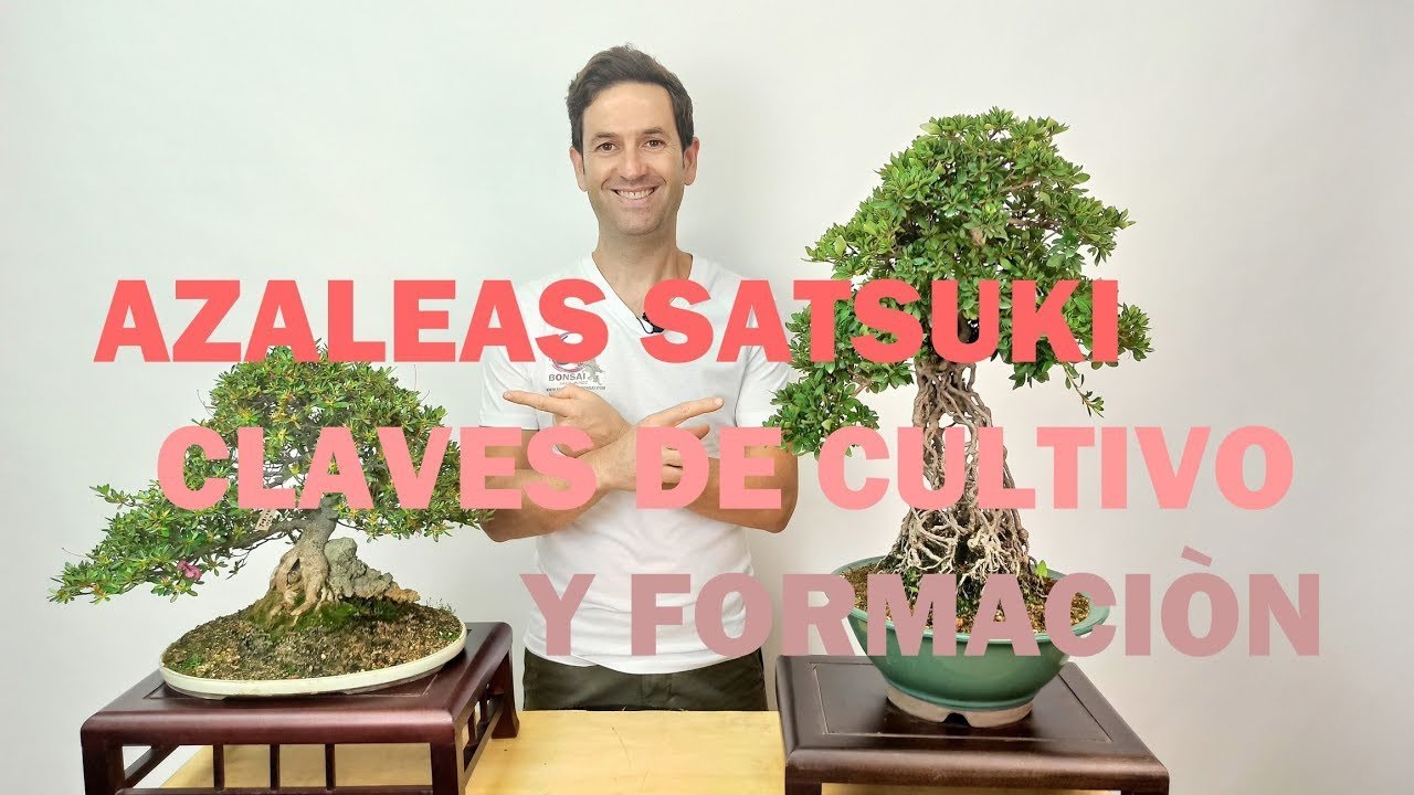 ¿Cómo CULTIVAR y FORMAR AZALEAS SATSUKI en BONSÁI❓❓ CLAVES🔑🔑🔑 esenciales y incontournables 💯