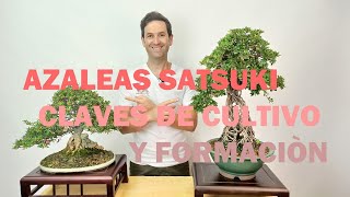 cmo Cultivar Y Formar Azaleas Satsuki En Bonsi Claves Esenciales Y Incontournables 