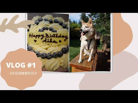 8月VLOG 在西雅图的生活,遛柴,在家做披萨,参加生日聚会,Costco补货