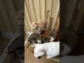元旦にちゅ～るを食べる猫たち #cat #2026