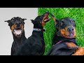 Best of DOBERMAN Funny Compilation 2021 | Super Intelligent Dog | DogBreak