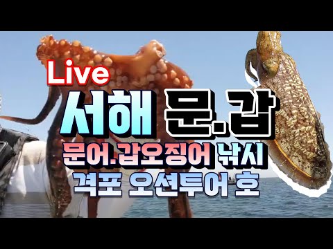 격포 <strong>문어</strong> 갑오징어 <strong>낚시</strong>