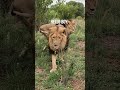 LION Greeting! #animals #cat #fun