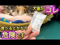 種類によって危険度が違う。食べちゃったらどうする？【犬猫の乾燥剤誤食の対処法】